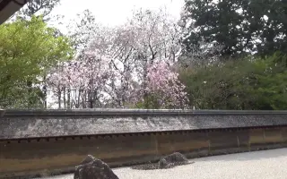 龙安寺 搜索结果 哔哩哔哩弹幕视频网 つロ乾杯 Bilibili