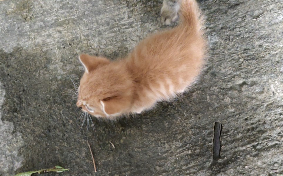 巴掌大的小猫叫声好可爱