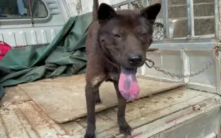 黑猎犬 搜索结果 哔哩哔哩 Bilibili