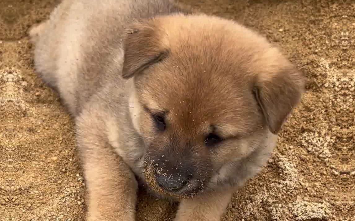 就是很普通的可爱小土狗