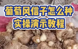 Download Video: 葡萄风信子怎么种？从零演示整个实操过程