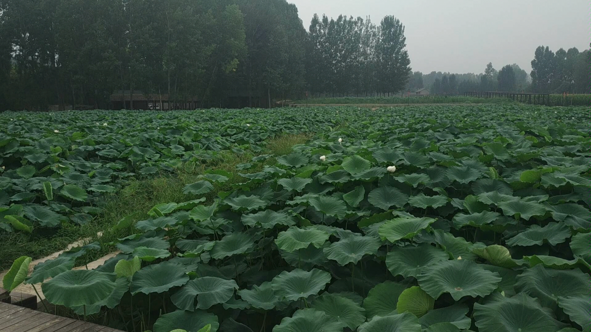 老家的莲藕池这里的藕特别好吃