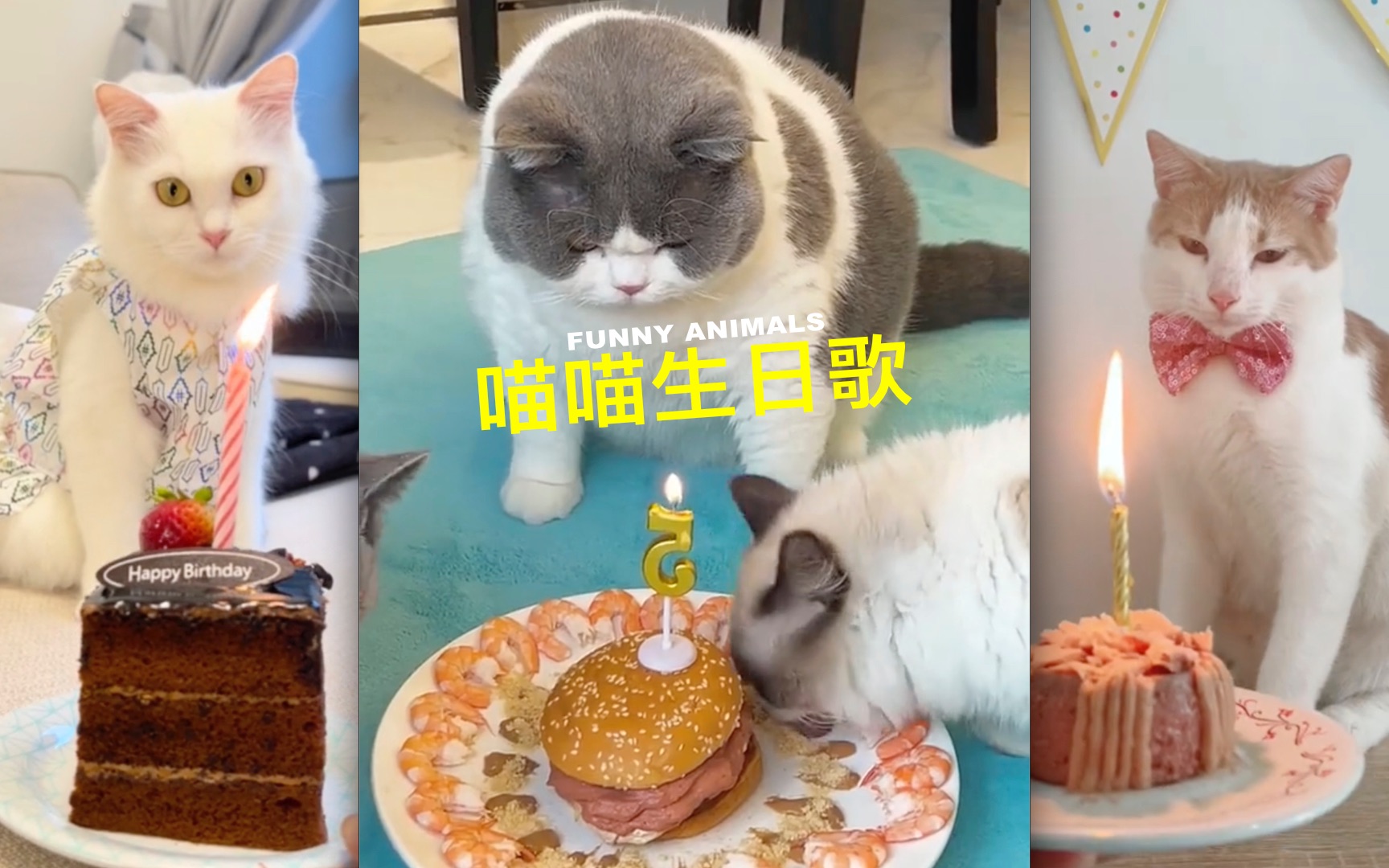 [图]猫咪过生日要唱专属「喵喵生日歌」