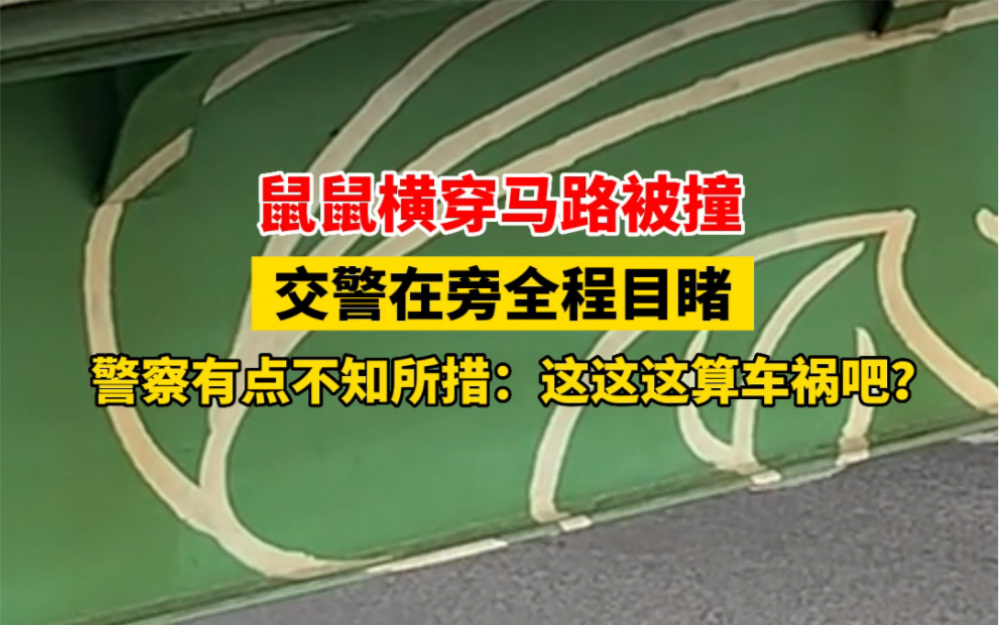 6月30日 #贵州都匀 鼠鼠横穿马路被撞,交警在旁全程目睹,有点不知所措:这这这算车祸吧? #鼠鼠我啊 #万万没想到哔哩哔哩bilibili