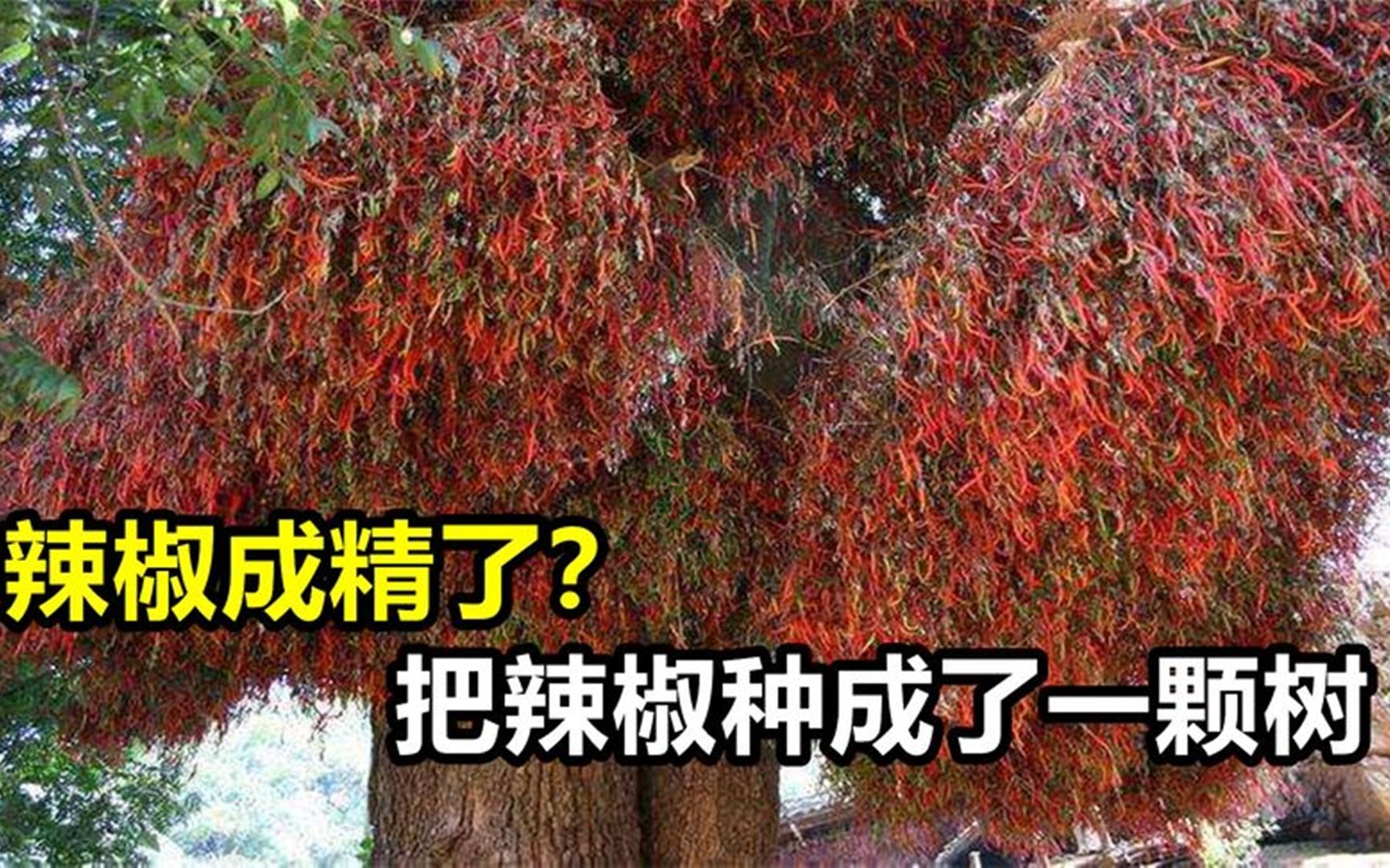 [图]辣椒成精了？中山一女子把辣椒种成了一颗树，这事到底是真是假