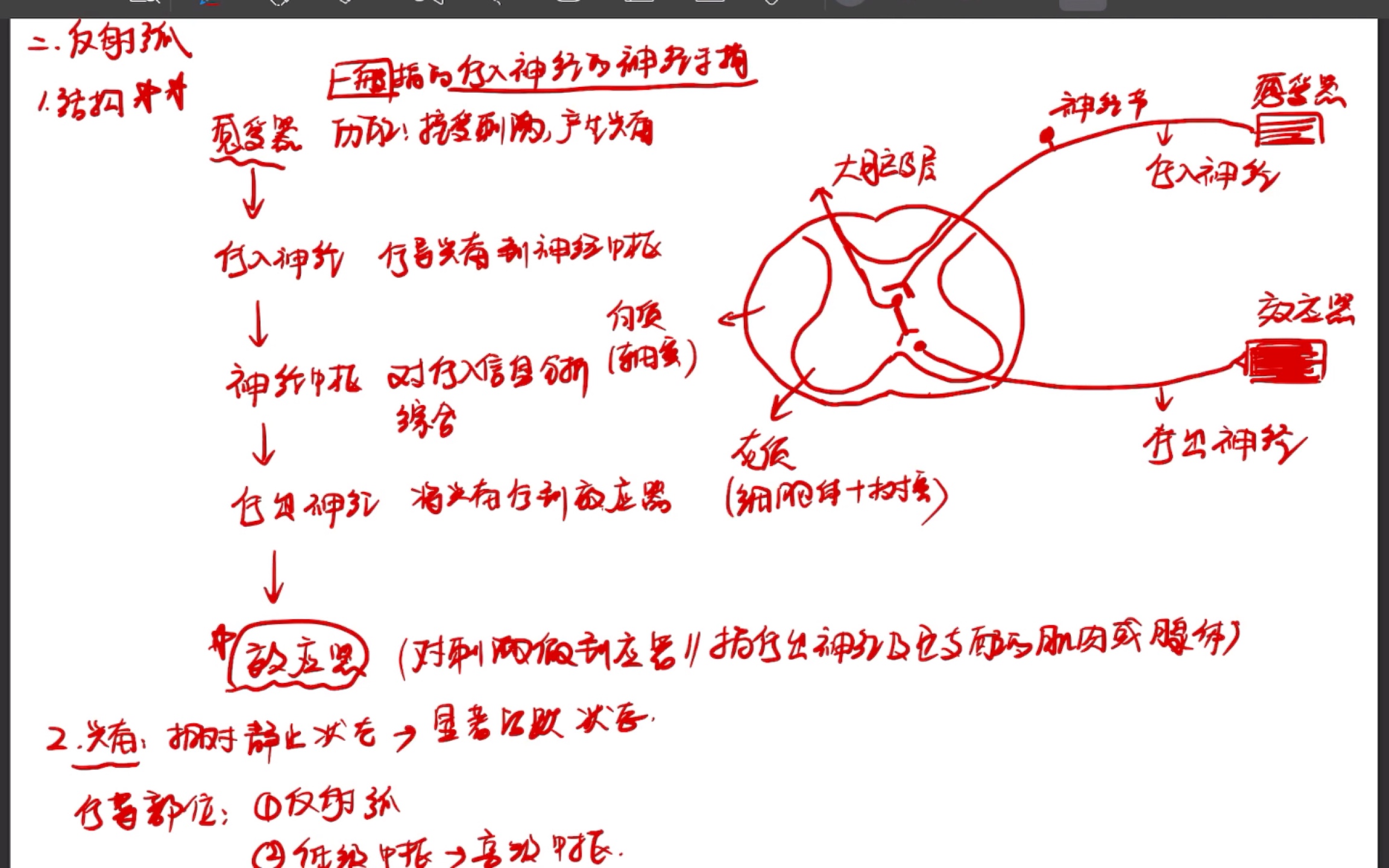 反射弧结构哔哩哔哩bilibili