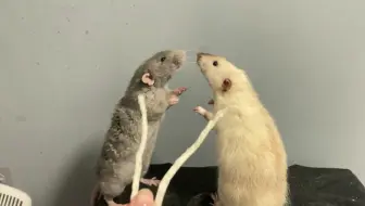 花枝鼠 出门遛老鼠结果 哔哩哔哩 Bilibili 花枝鼠 出门遛老鼠结果 哔哩哔哩 Bilibili