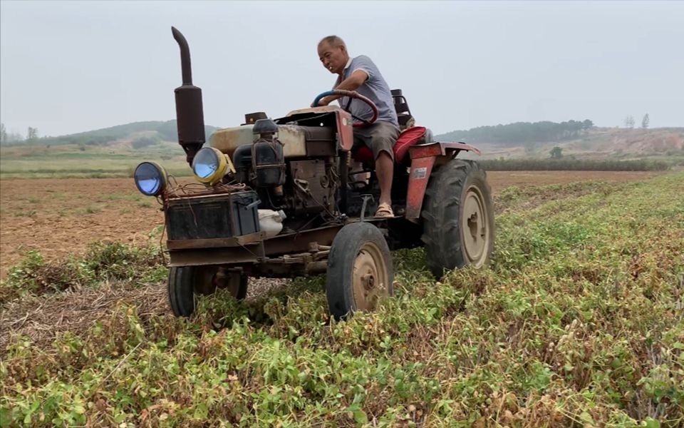 农村拖拉机犁花生,工作效率低了点,一亩地能省40元,这技术咋样