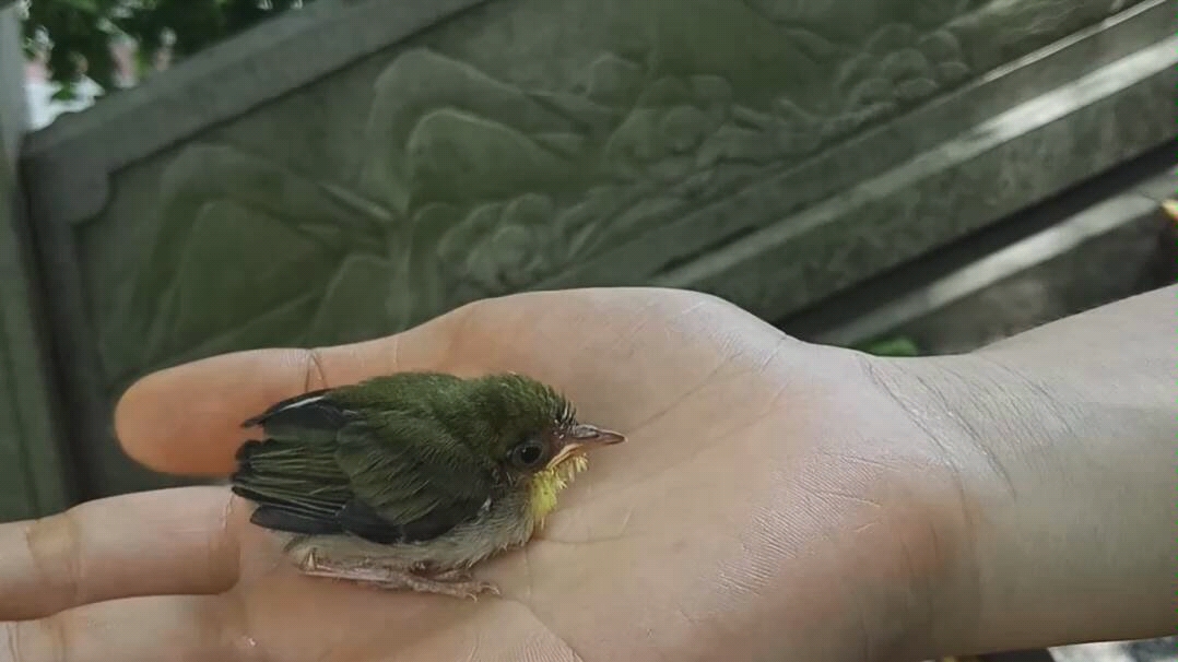 【小鸟】龙川烈士纪念碑路上的拦路小青鸟