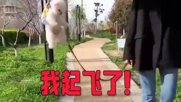 【搞笑動物合集】狗子:我起飛了!