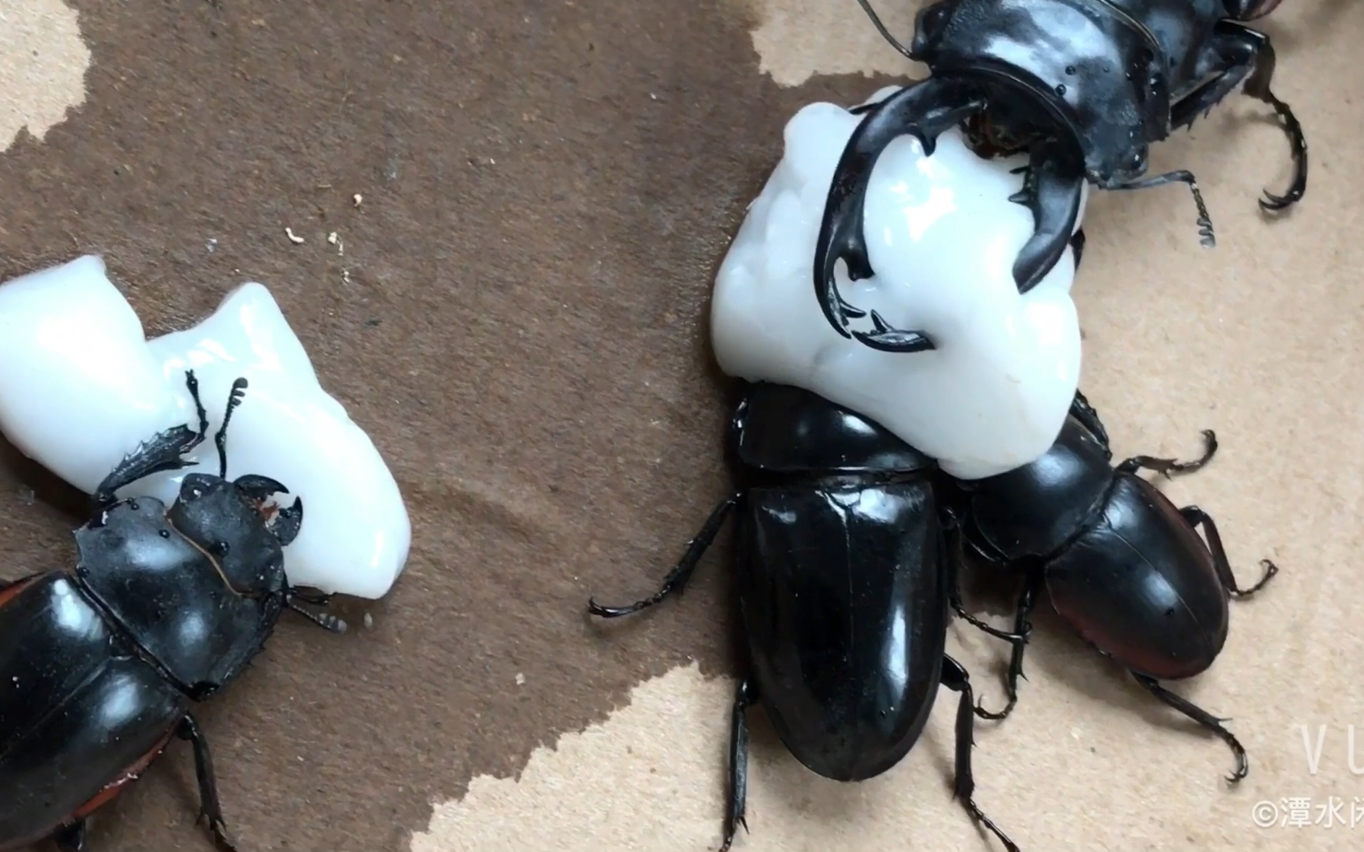 【锹甲】捡回来的中华奥锹甲