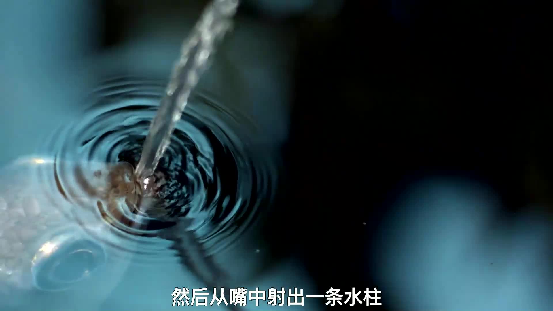 射水鱼独特的捕食方式
