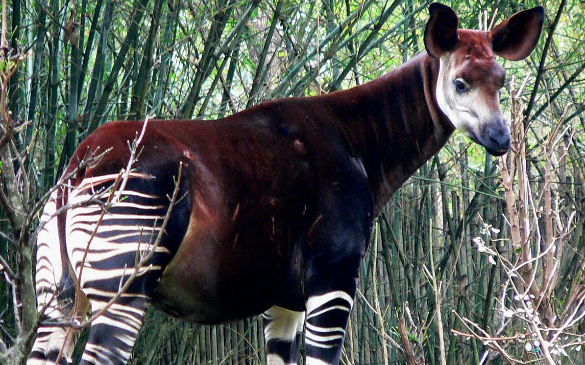 德国斯图加特动物园里的小2713狓,okapi_哔哩哔哩 (゜-゜)つロ