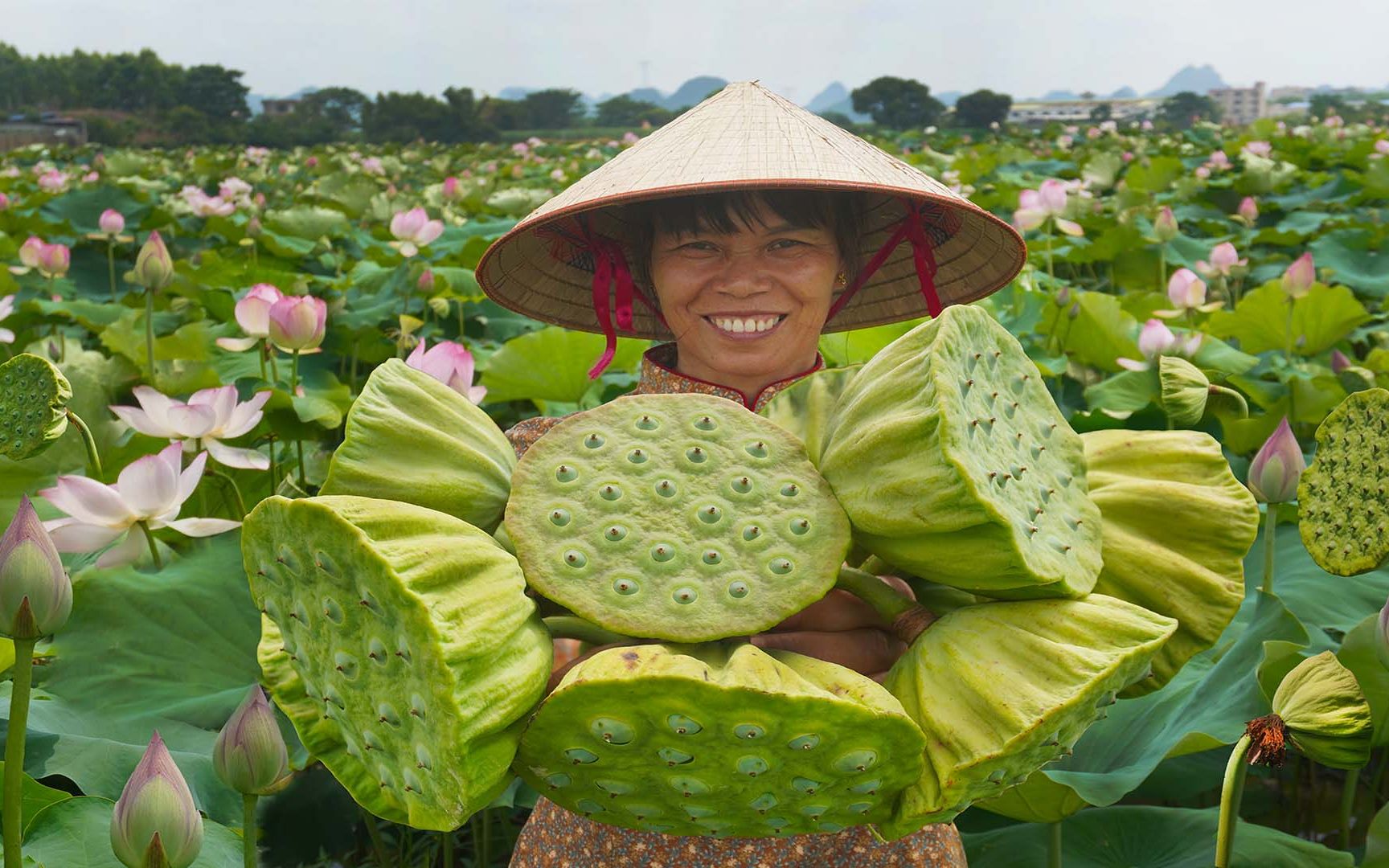 [图]被忽视的莲子美食，有人当它莲花美景，有人当它餐桌美味