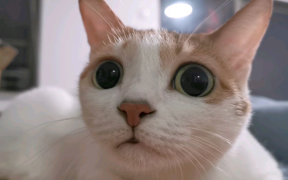 猫咪61卡姿兰大眼睛
