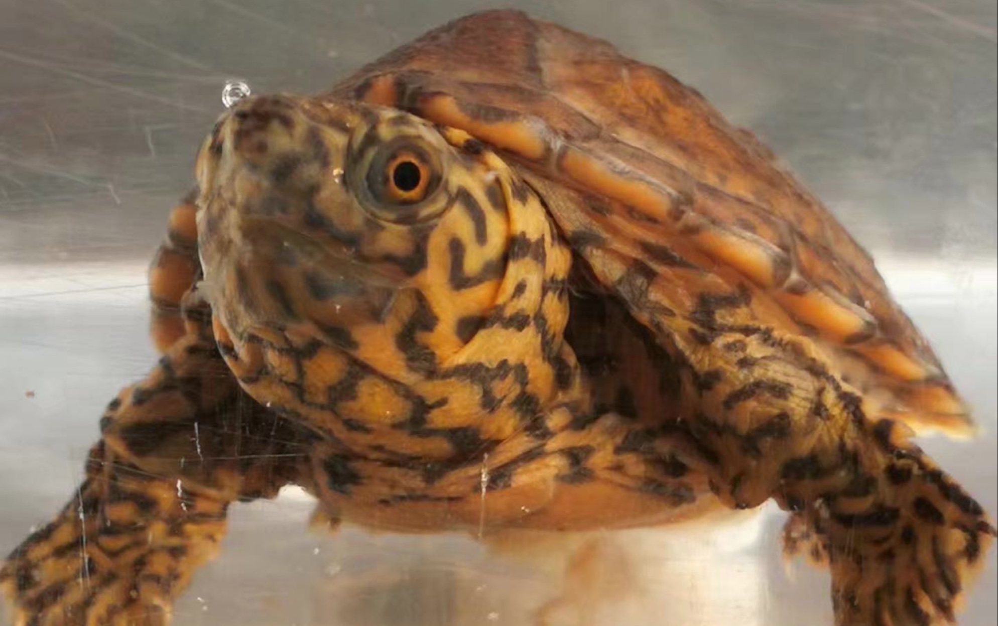 水肿剃刀精神越来越好给大家看看杂交蛋龟