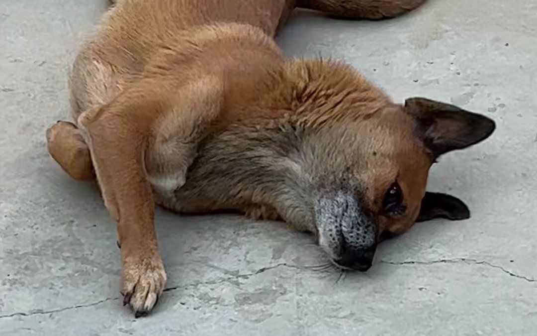 [图]真会装 狗子倒地不起 不断翻身 挣扎 挠地 这该死的狗东西