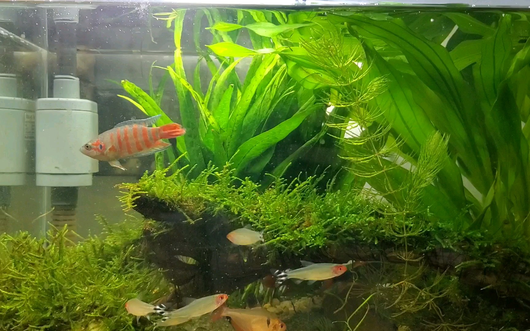 【鱼缸】喂食蝌蚪和孑孓