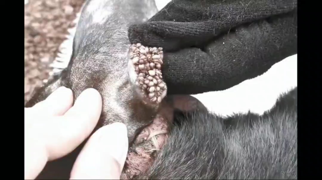 狗子耳朵上的寄生虫好可怕