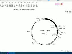 Скачать видео: 第5讲 基于GAL4 Y2H的AD和BD载体的无缝克隆引物设计