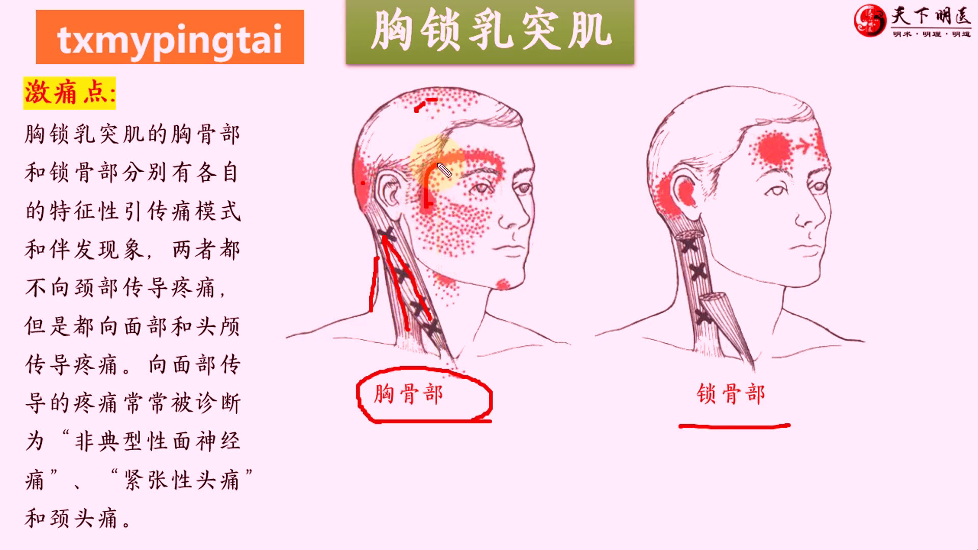 乳突准确位置图和作用图片