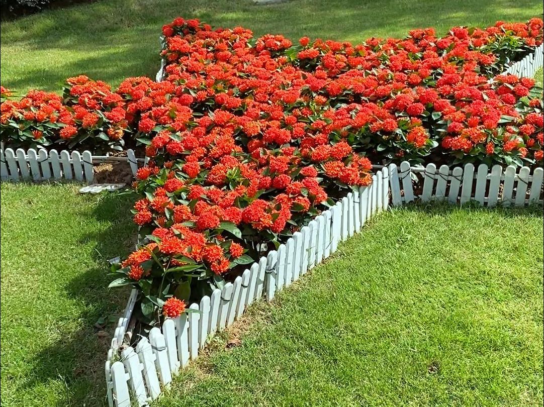 龙船花绿篱图片