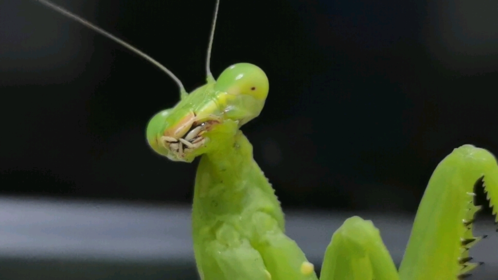 螳螂这张脸,还真有未来感