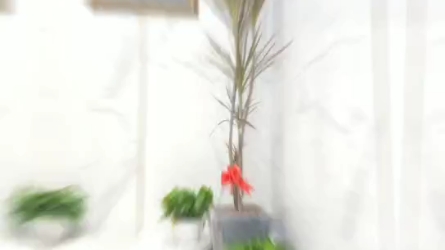 植物建筑语哔哩哔哩bilibili