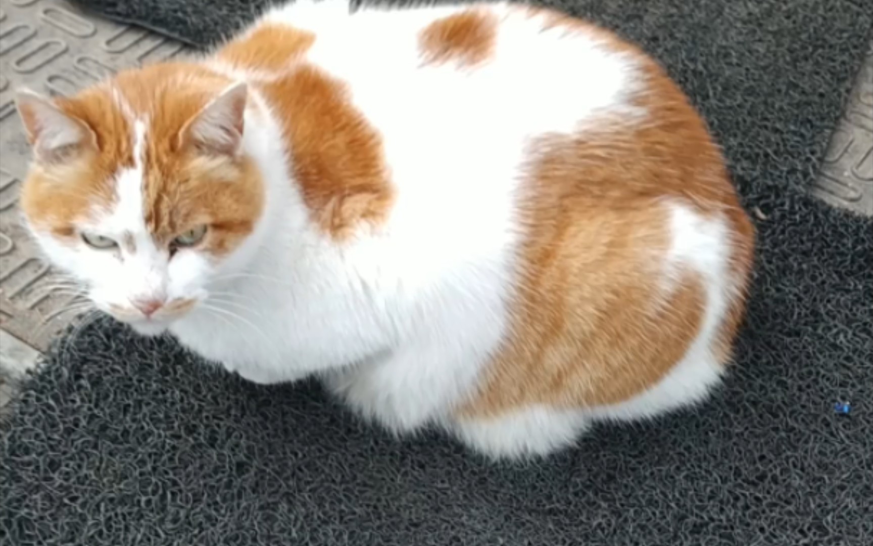 试图诱拐一只大花猫