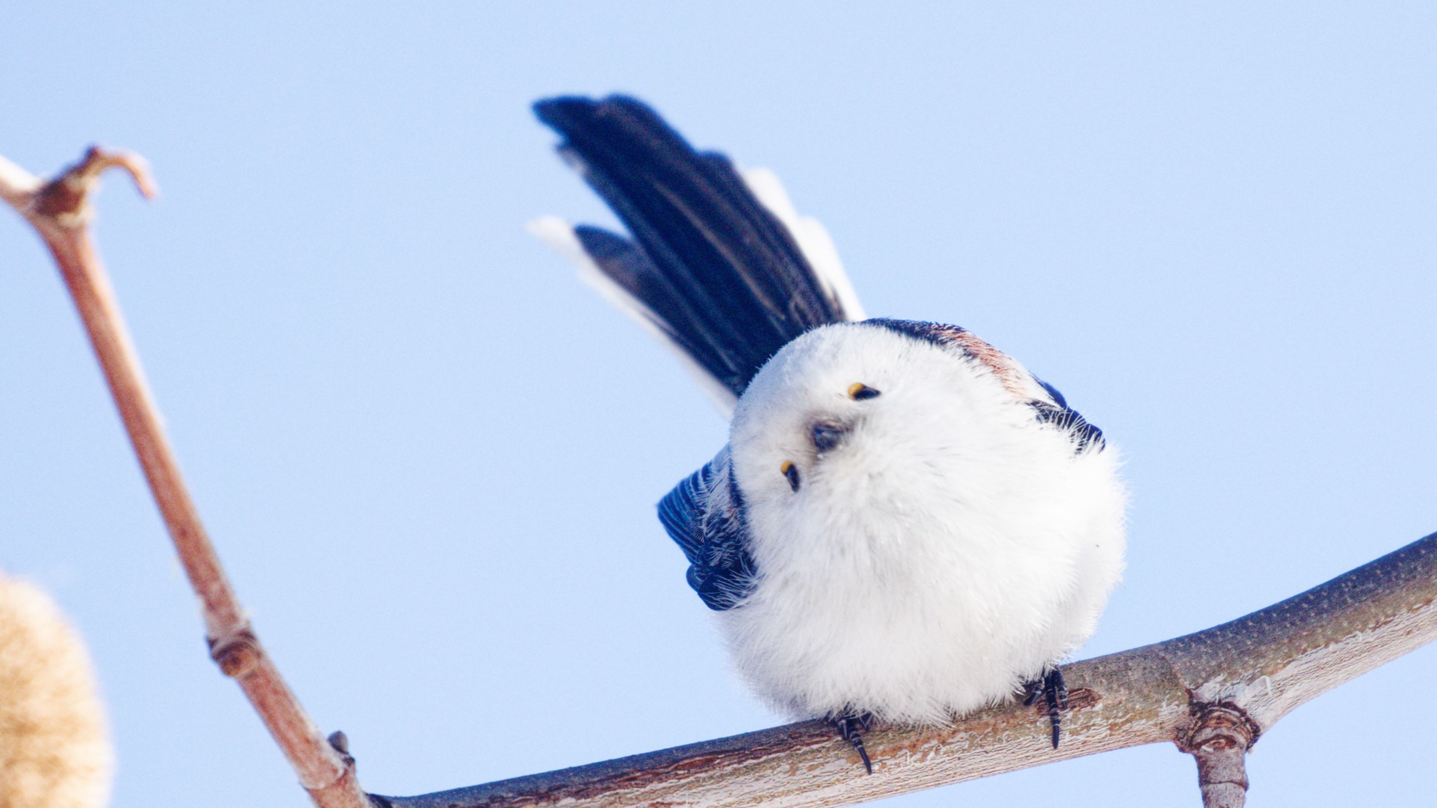 北长尾山雀一镜到底-草木火火-默认收藏夹-哔哩哔哩视频