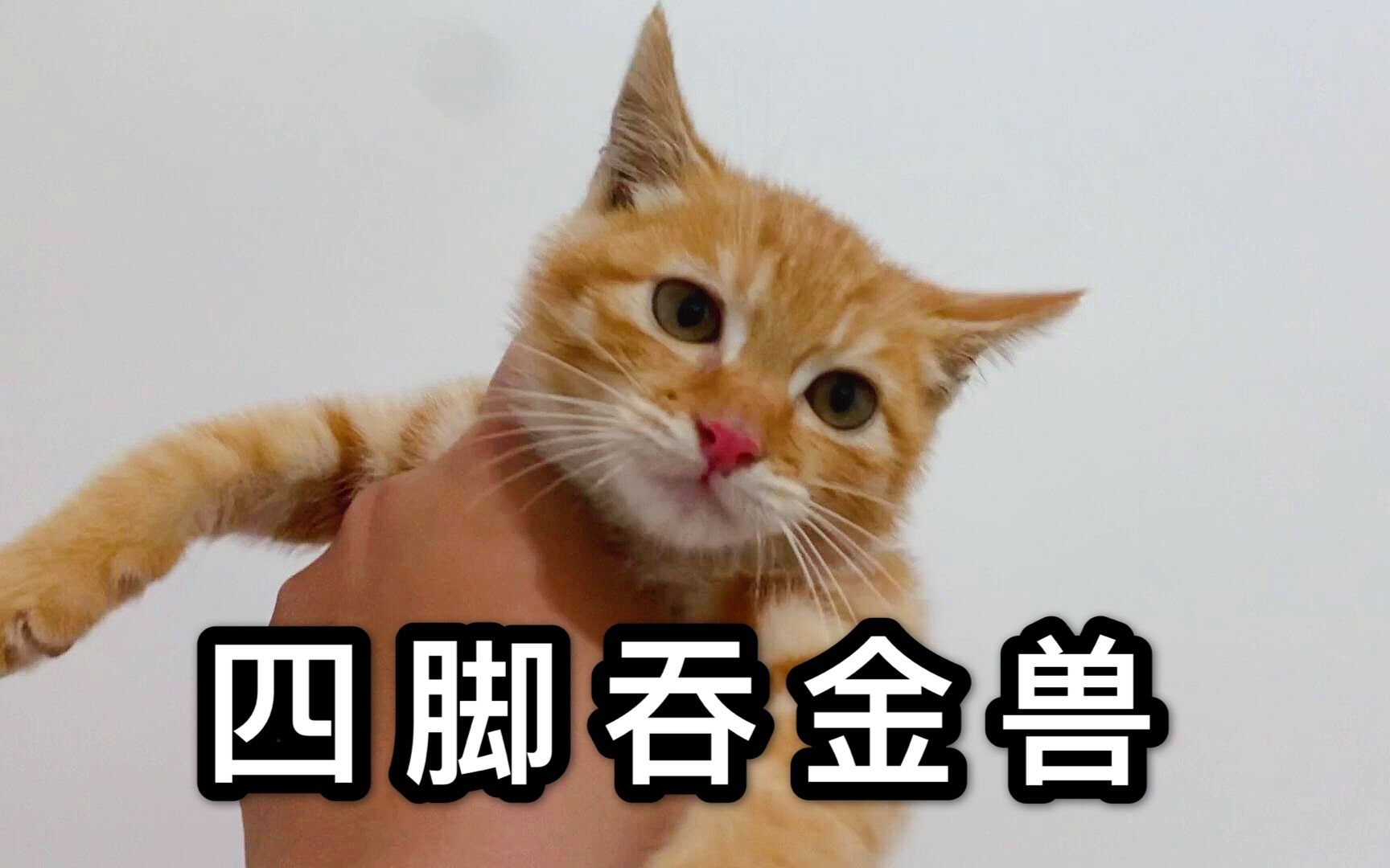 我又养了一只四脚吞金橘兽!观察一周后发现:钱包缩水了!