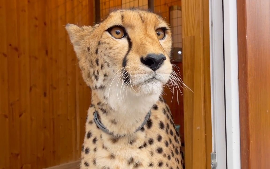 被爱意包裹的猎豹格尔达,很快就会恢复健康