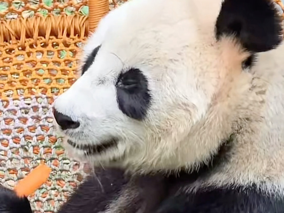 华丽丽:这胡萝卜真脆～(241118南山竹海熊猫馆直播录屏华丽cut)