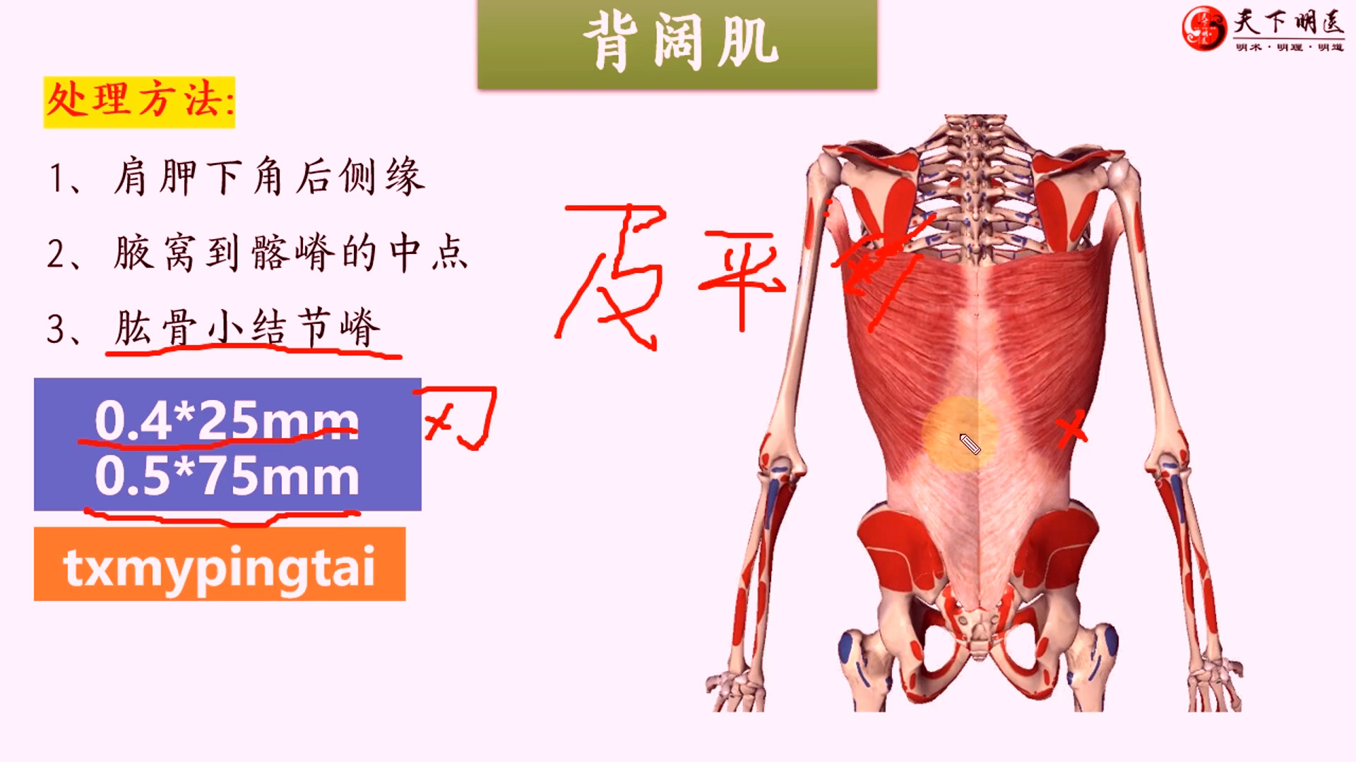 阔背肌疼痛图片