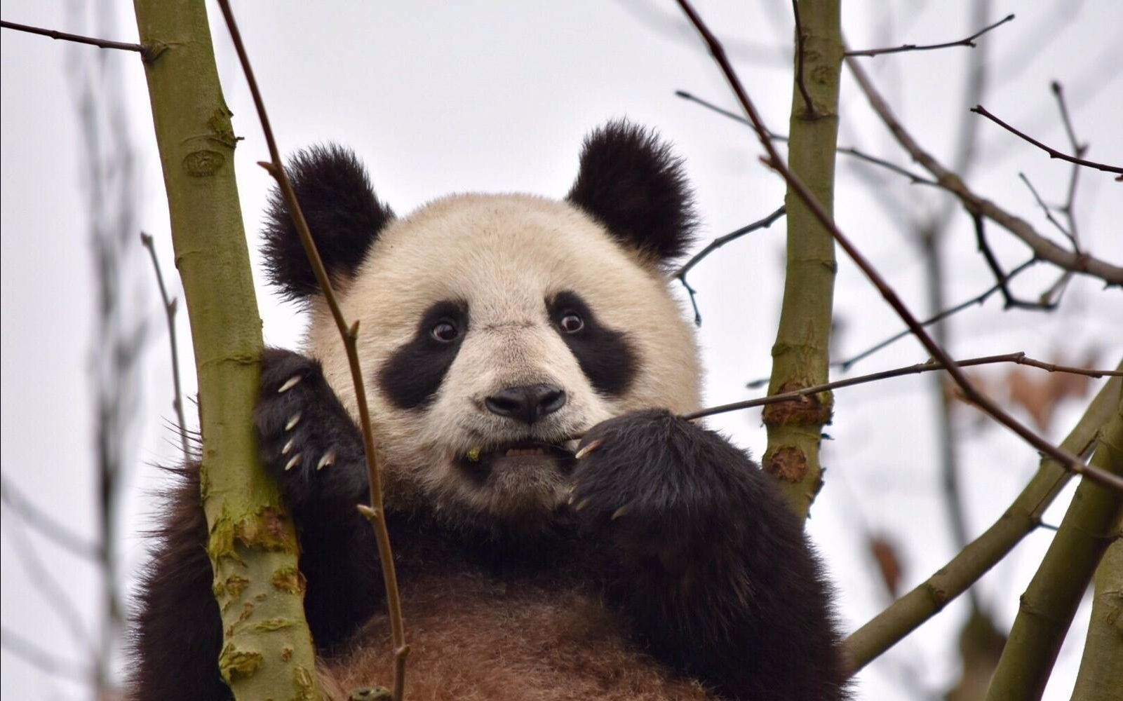 【新宝】小野的心形眼圈电波请接收,吃笋也不忘放电