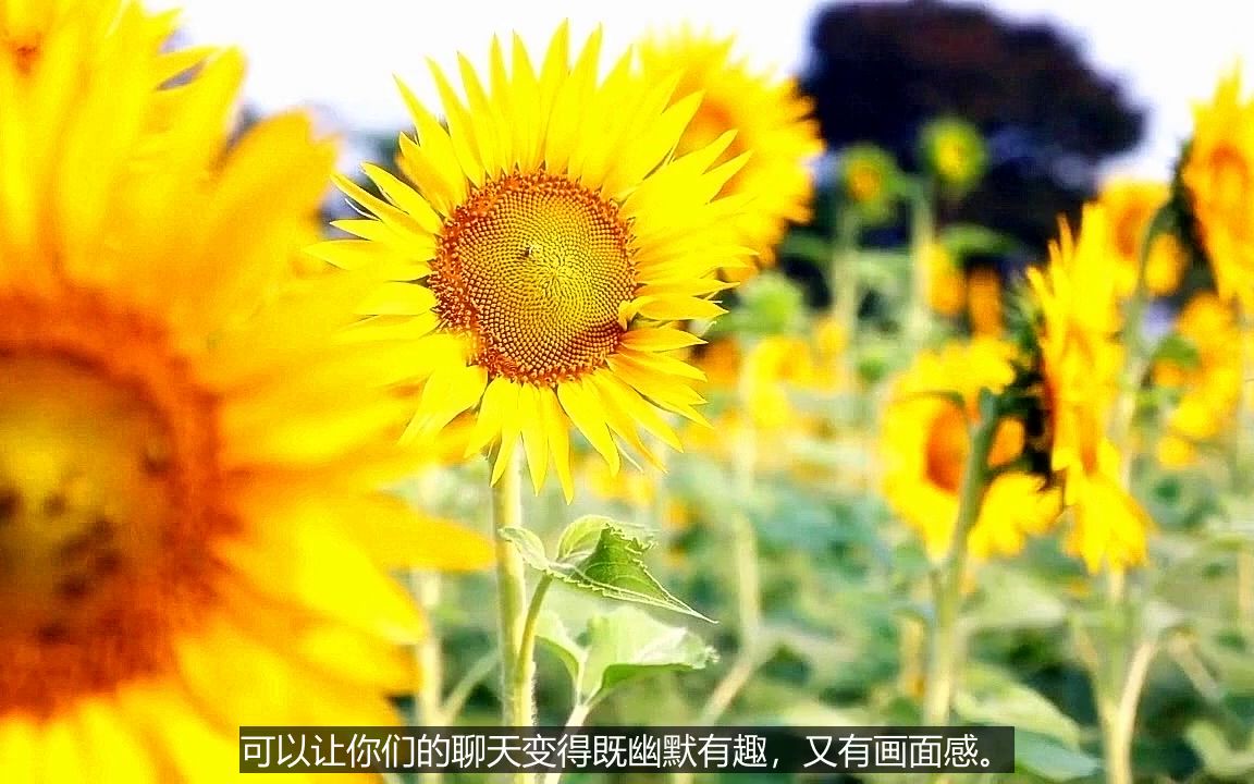 色播聊天话题技巧谈恋爱开场白哔哩哔哩bilibili