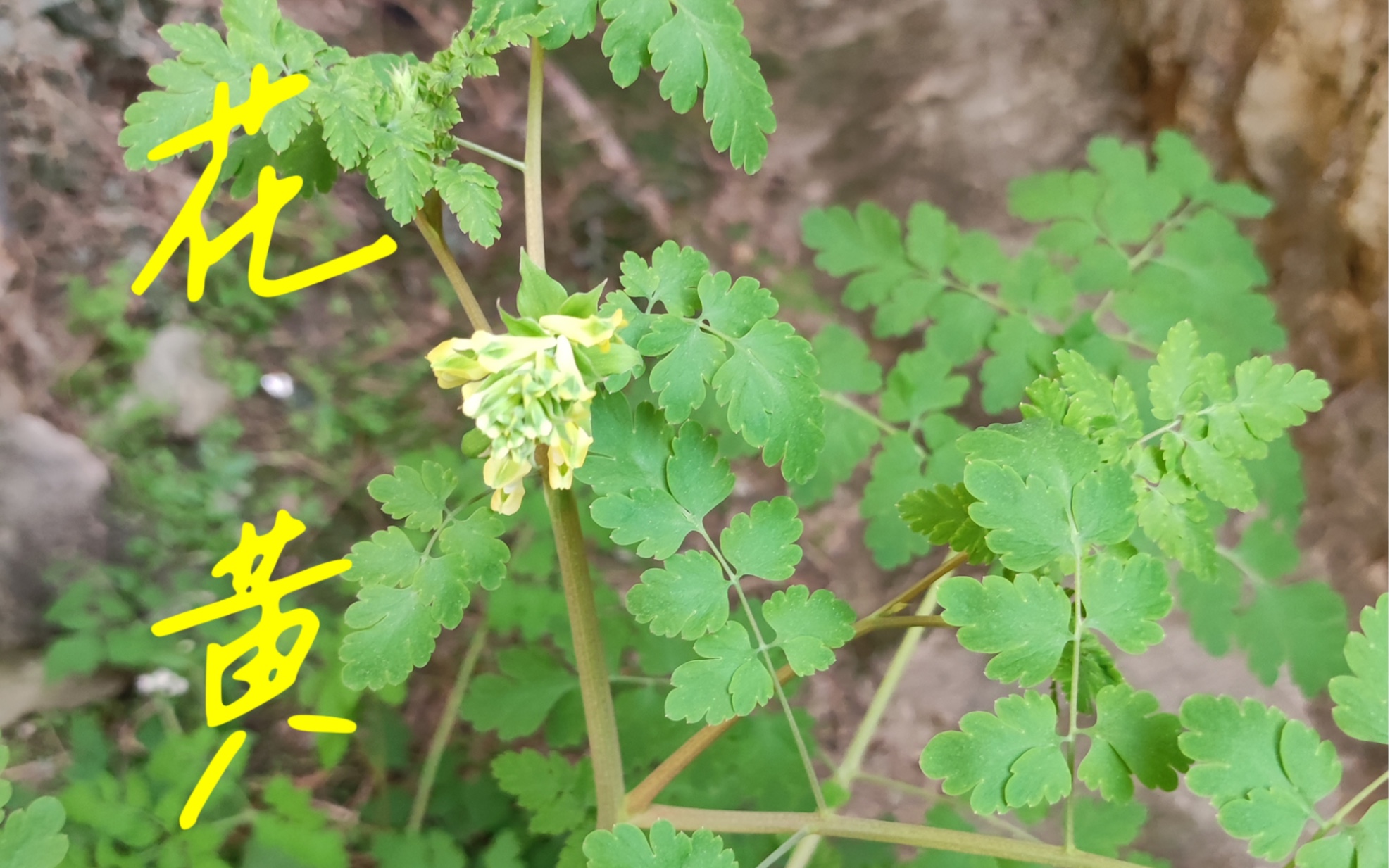 断肠草虫子图片