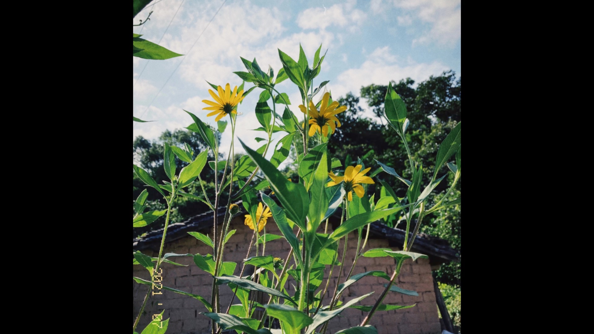 iphonese2手机仿胶片风