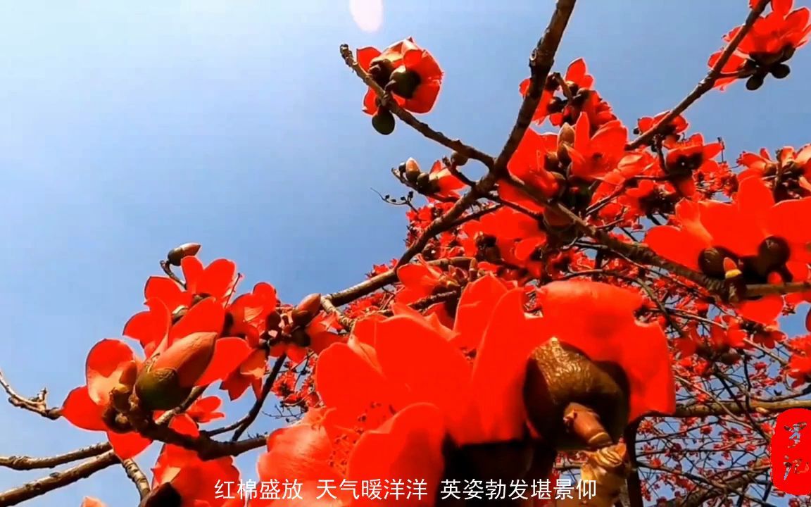 高仿羅文教科書唱法代表作紅棉