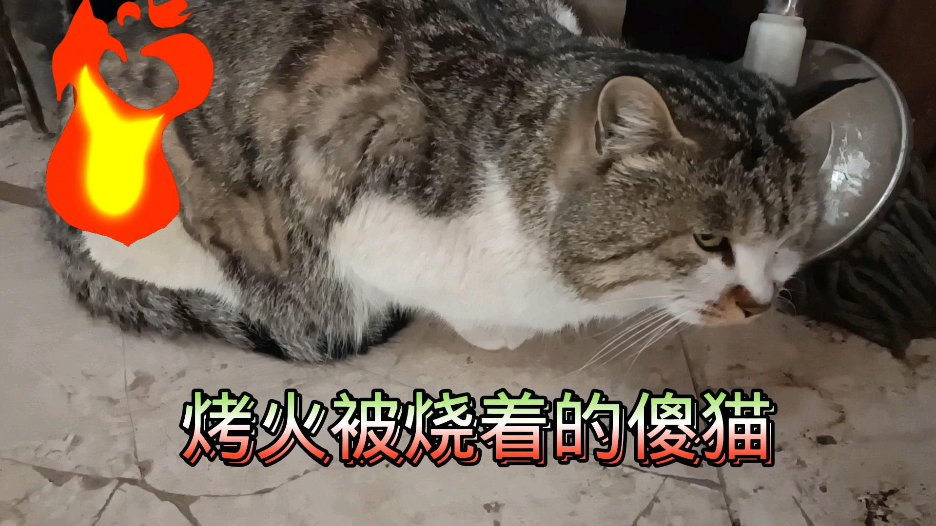 惊险的一幕:农村老家的猫在火炉旁取暖被烧着猫毛哔哩哔哩bilibili