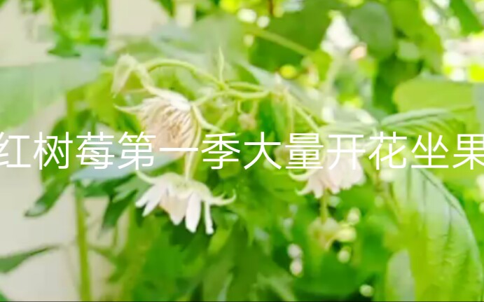 双季红树莓开花了哔哩哔哩bilibili