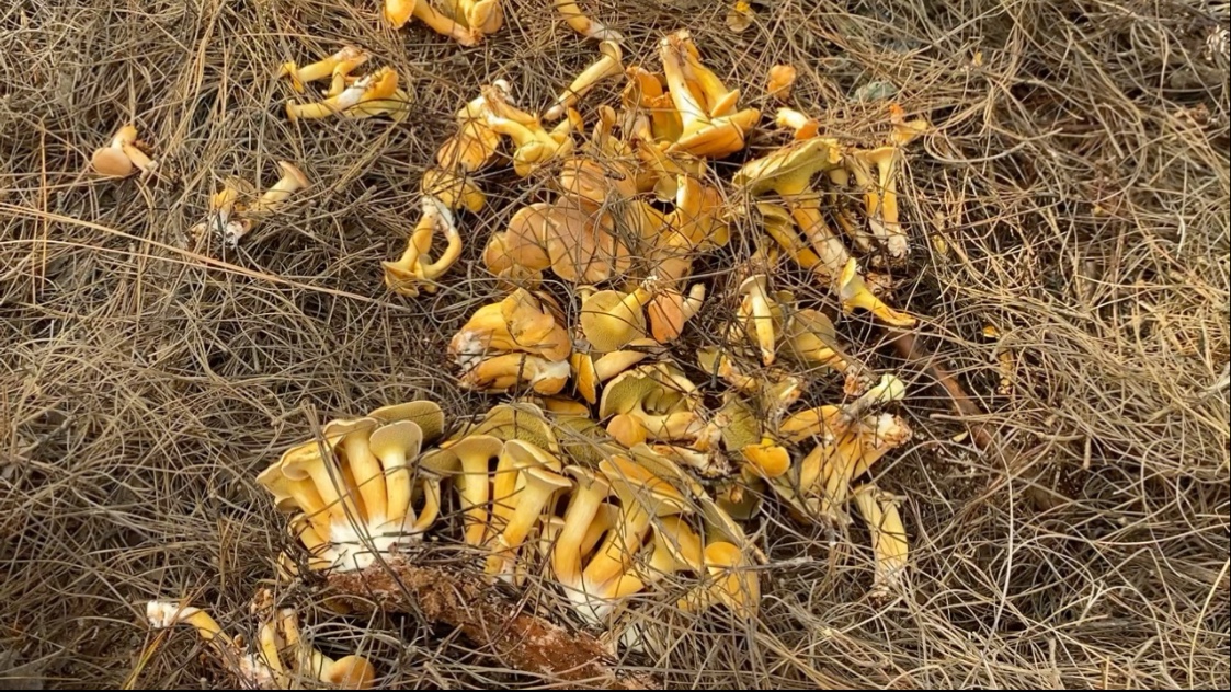 12月的松毛菇也很哇塞呀,今天又是收获不错的一天