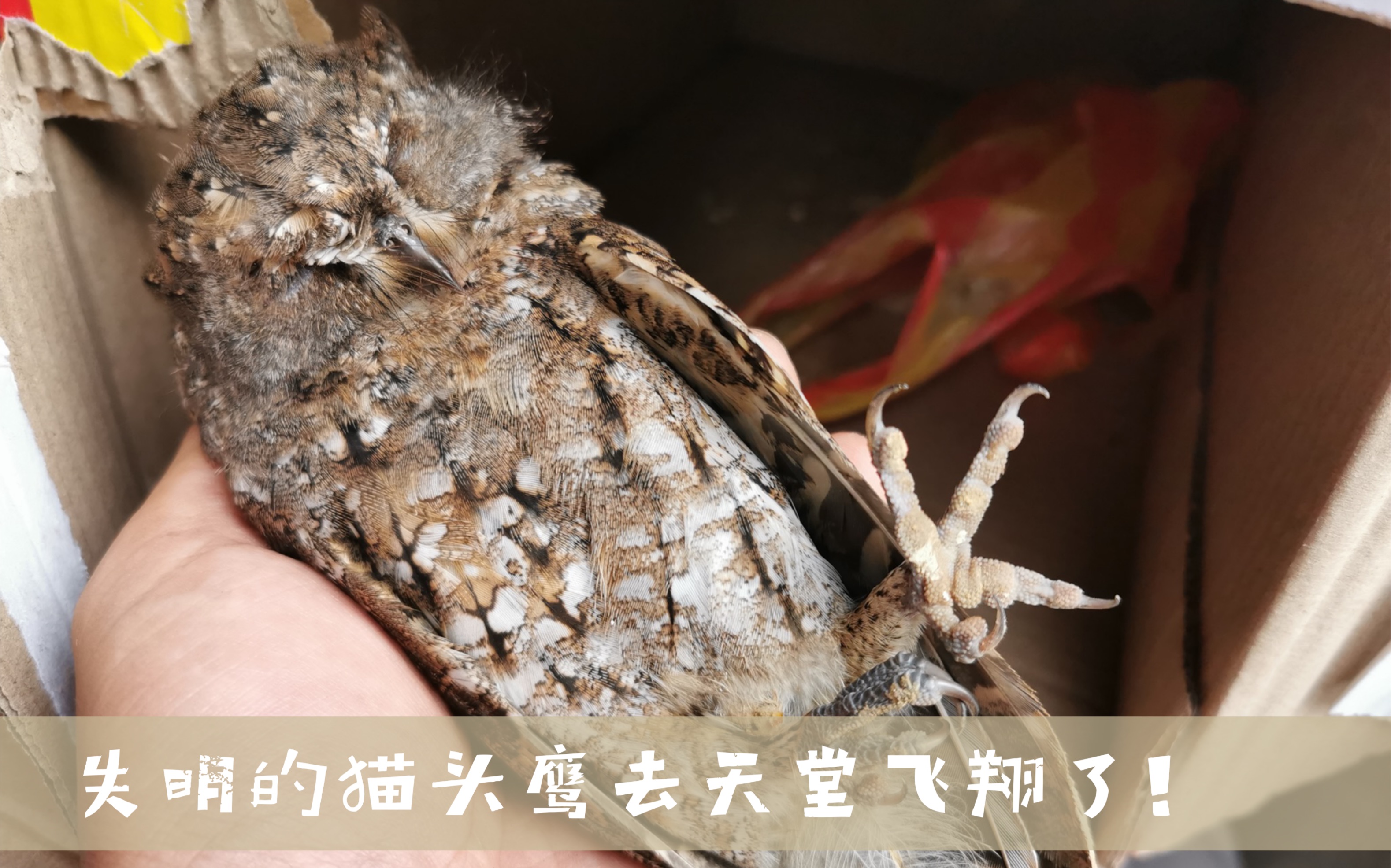 这只志愿者奔波170公里送到中心的猫头鹰捕猎时撞瞎了双眼失明的他
