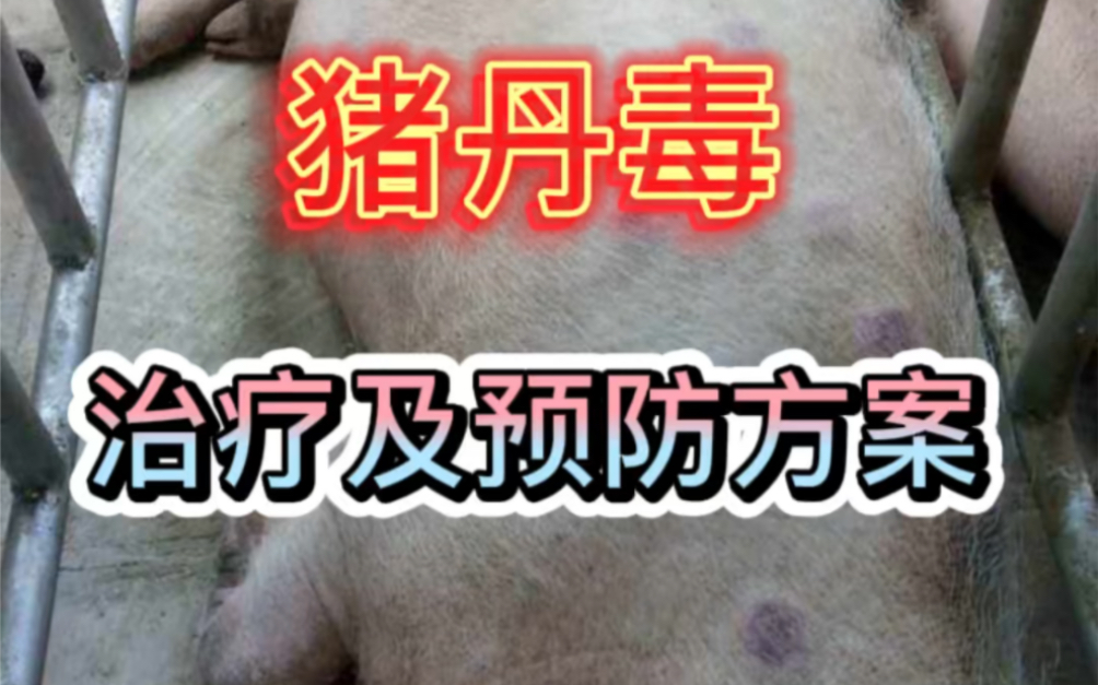 养猪人:猪丹毒的治疗及预防方案