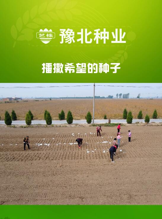 西农100,播种喽!#播种希望 #农业种植 #抖音新农人2022