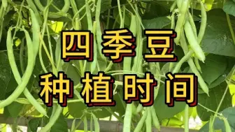 Download Video: 四季豆种植方法