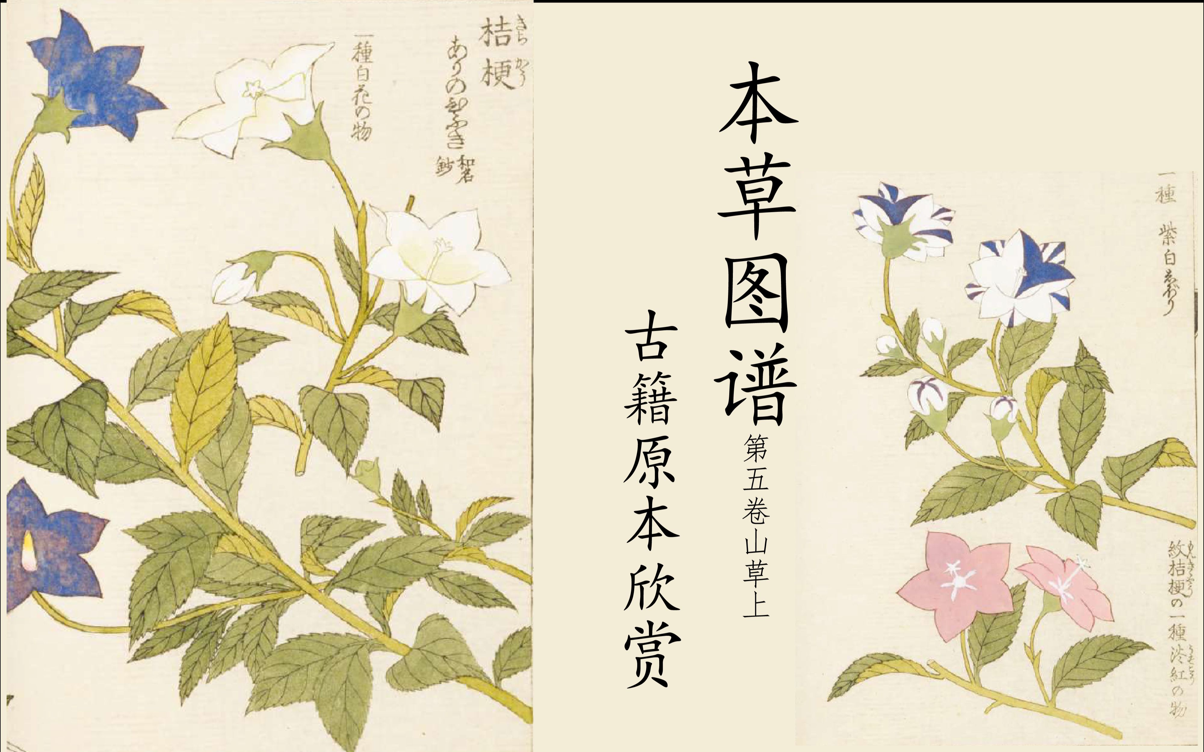 【本草图谱】来自日本的令人惊叹的本草图鉴,岩崎信正《本草图谱》第