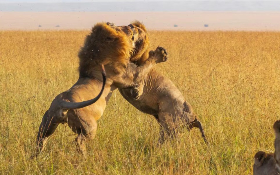 两只雄狮的决斗!这也太狠了,南非某动物保护区