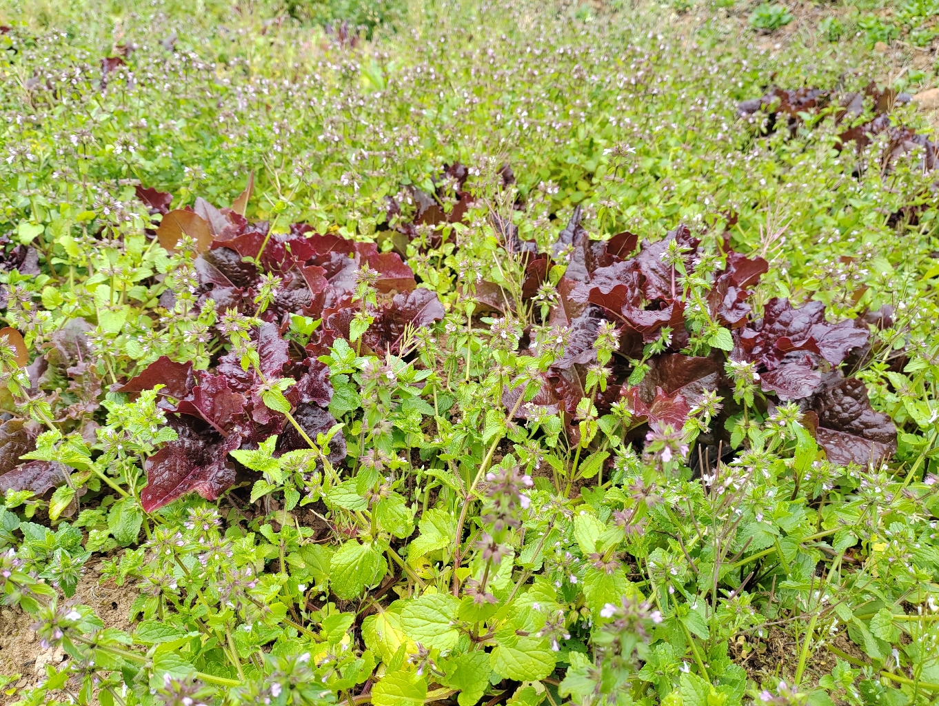 野草丛中生长的青菜