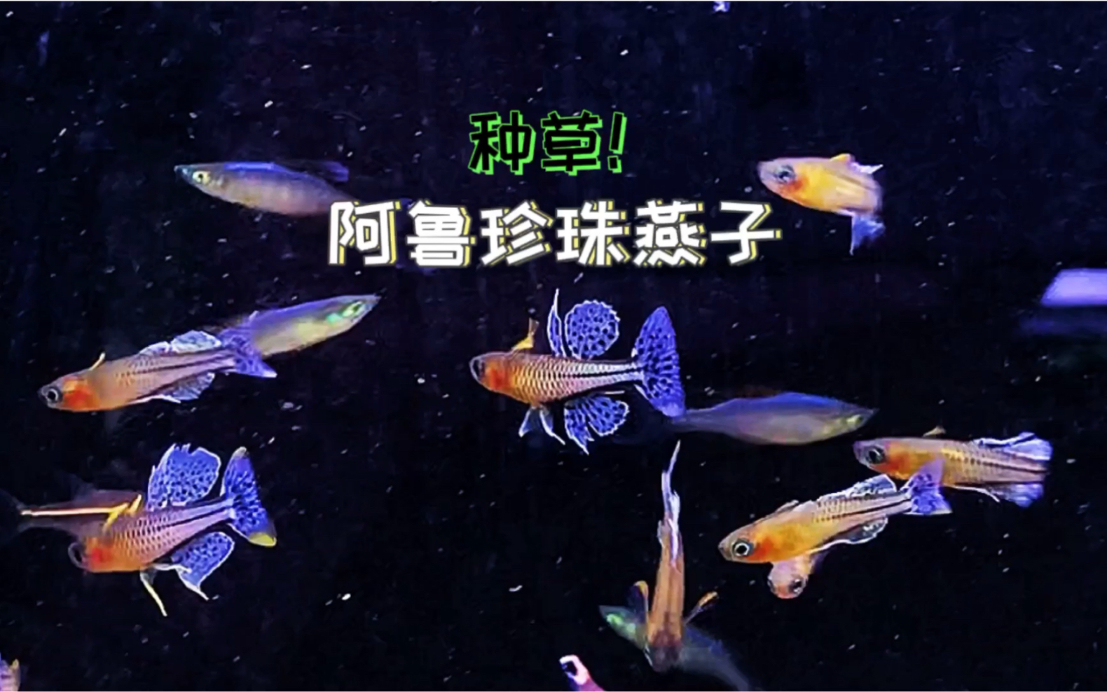 【水族店的日常】严重种草阿鲁珍珠燕子鱼!!!哔哩哔哩bilibili